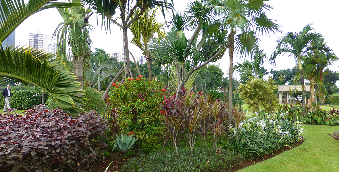 Jakarta plants