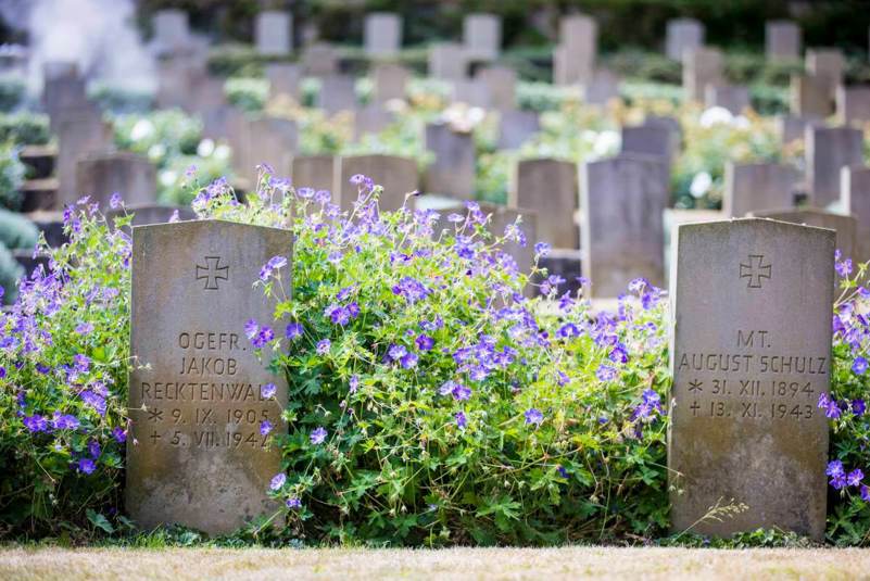 German war graves in a cemetery with purple flowers